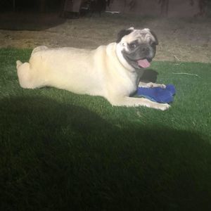 Meet your Posher, Irissel